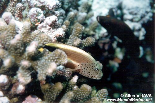 Pesce falco (Paracirrhites forsteri)