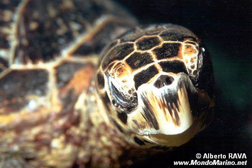 Tartaruga (Eretmochelys imbricata)