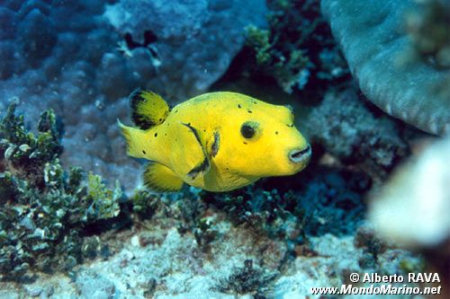 Pesce palla macchiato (Arothron nigropunctatus)