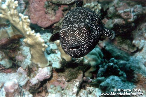 Pesce palla (Arothron meleagris)
