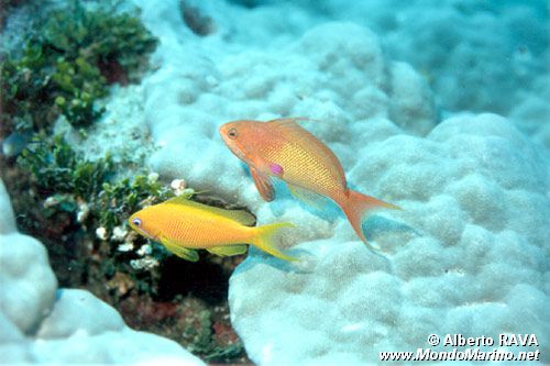 Castagnola  tropicale (Pseudanthias squamipinnis)