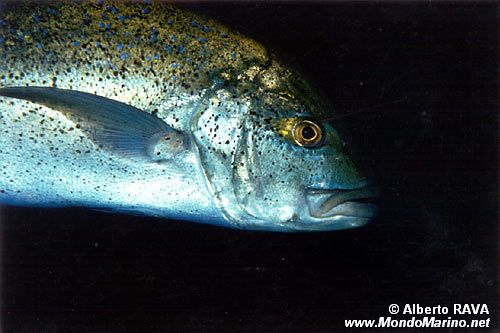 Carangide (Caranx melampygus)