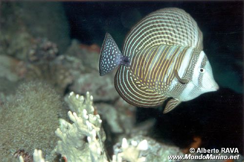 Pesce chirurgo zebra (Zebrasoma desjardinii)
