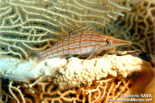 Pesce falco muso lungo (Oxycirrhites typus)
