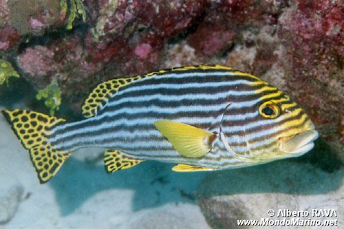 Gaterino orientale (Plectorhinchus orientalis)