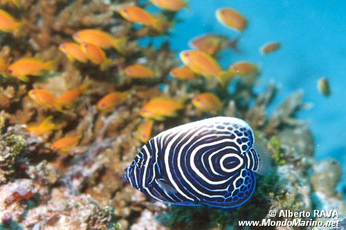 Pesce angelo imperatore (Pomacanthus imperator)