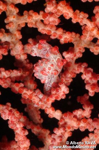 Cavalluccio marino pigmeo (Hippocampus bargibanti)