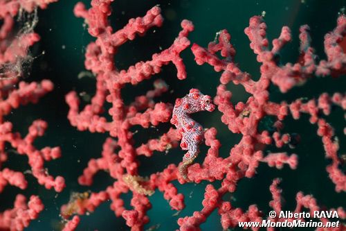 Cavalluccio marino pigmeo (Hippocampus bargibanti)