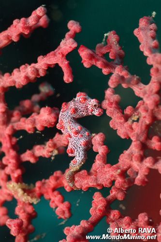 Cavalluccio marino pigmeo (Hippocampus bargibanti)