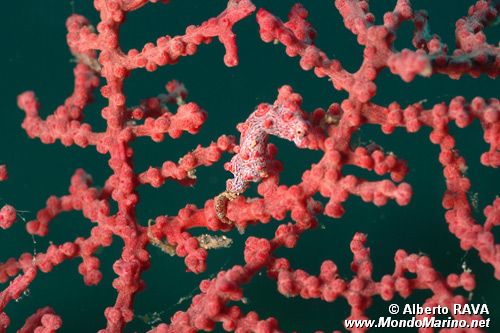 Cavalluccio marino pigmeo (Hippocampus bargibanti)