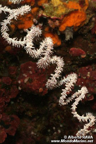 Gorgonia a frusta (Cirripathes spiralis)