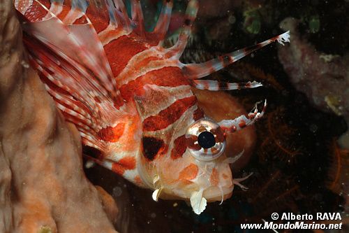Pesce cobra zebrato (Dendrochirus zebra)