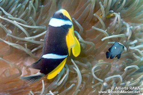 Pesce pagliaccio (Amphiprion allardi)