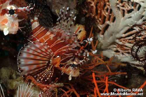 Pesce cobra zebrato (Dendrochirus zebra)