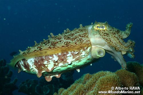 Seppia gigante del reef (Sepia latimanus)