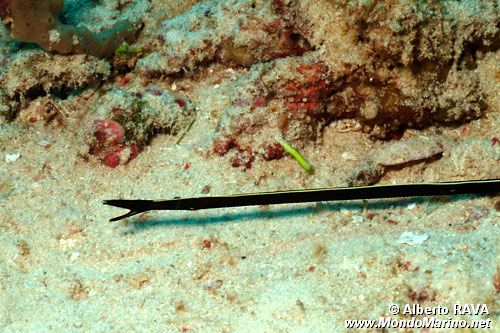 Murena a nastro (Rhinomuraena quaesita)