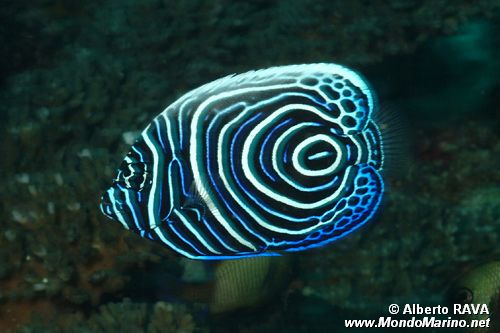 Pesce angelo imperatore (Pomacanthus imperator)