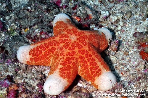 Stella cuscino (Choriaster granulatus)
