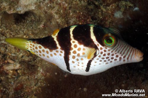 Pesce palla (Canthigaster valentini)