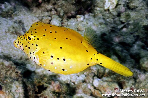 Pesce scatola cubo (Ostracion cubicus)