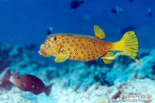 Pesce scatola cubo (Ostracion cubicus)