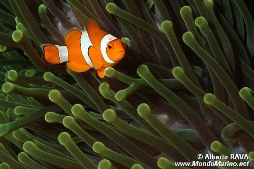 Pesce pagliaccio occidentale (Amphiprion ocellaris)
