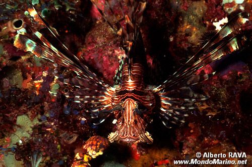 Pesce cobra ocellato (Pterois antennata)