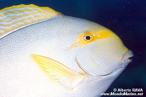 Pesce chirurgo pinna gialla (Acanthurus xanthopterus)