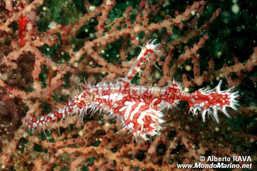 Pesce ago fantasma ornato (Solenostomus paradoxus)