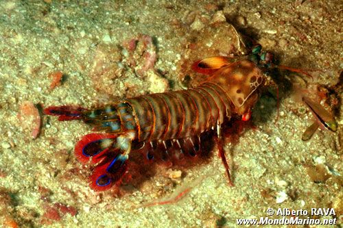 Squilla arcobaleno (Odontactylus scyllarus)