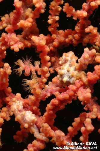 Cavalluccio marino pigmeo (Hippocampus bargibanti)