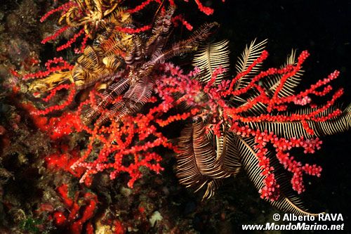 Corallo e Crinoidi (n.d. n.d.)