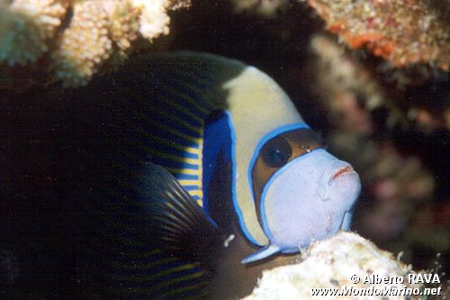 Pesce angelo imperatore (Pomacanthus imperator)