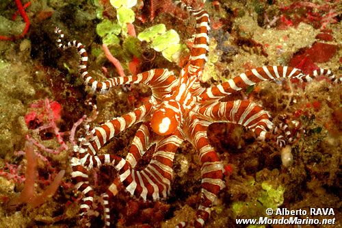 Wonderpus (Octopus sp. 2)