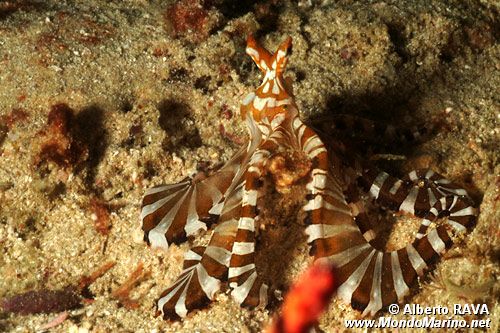 Wonderpus (Octopus sp. 2)