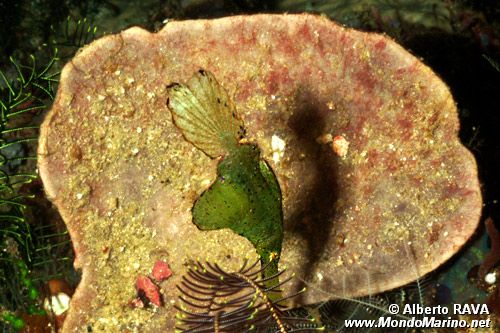 Pesce ago fantasma (Solenostomus n.d.)