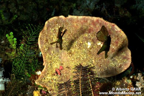 Pesce ago fantasma (Solenostomus n.d.)