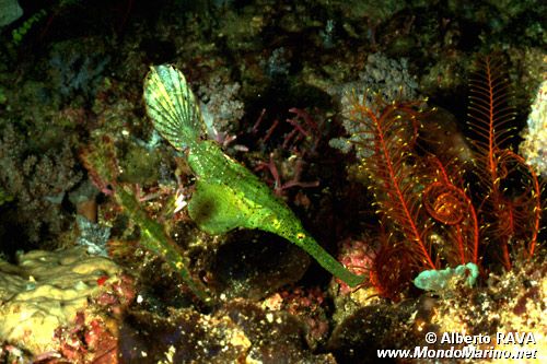 Pesce ago fantasma (Solenostomus n.d.)