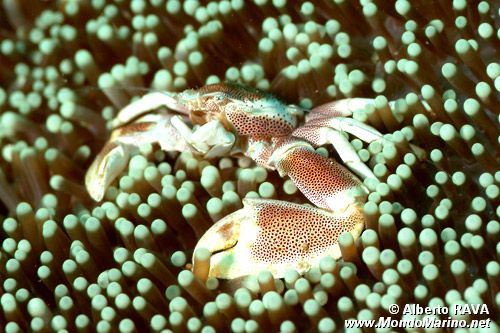 Granchio porcellana (Neopetrolisthes maculatus)