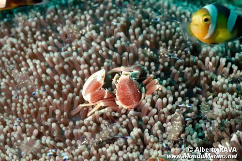 Granchio porcellana (Neopetrolisthes maculatus)