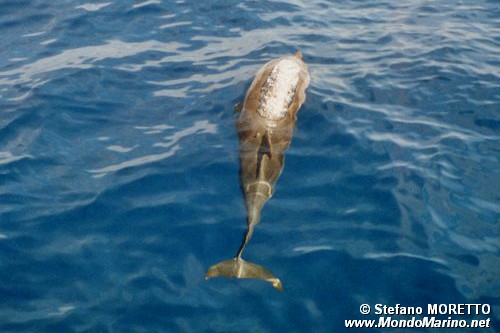 Stenella striata (Stenella coeruleoalba)