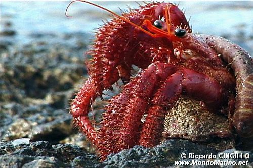 Paguro (Dardanus calidus)