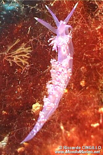 Flabellina pedata (Flabellina pedata)