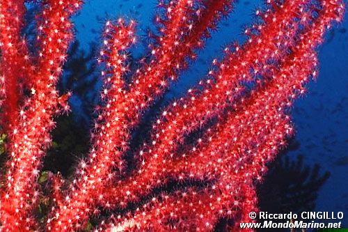 Gorgonia rossa (Paramuricea clavata)