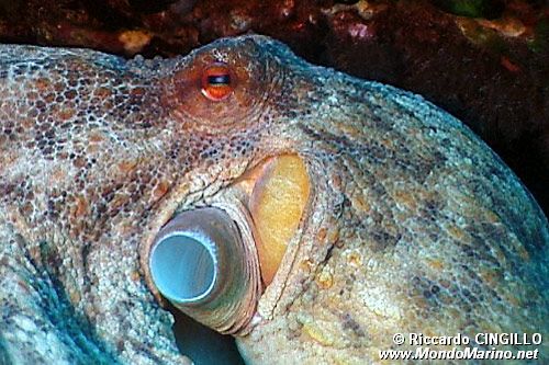 Polpo comune (Octopus vulgaris)