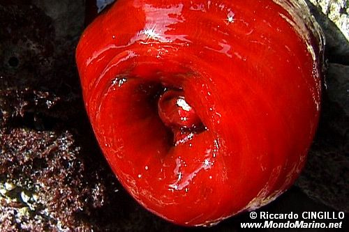 Pomodoro di mare (Actinia equina)