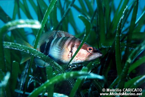 Sciarrano (Serranus scriba)