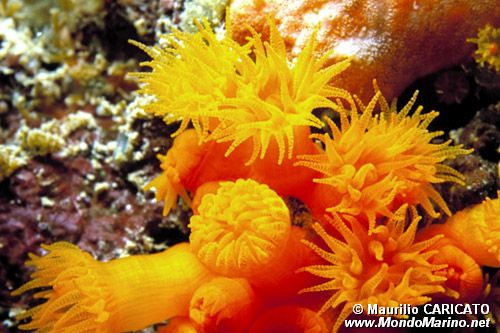 Madrepora arancione (Astroides calycularis)