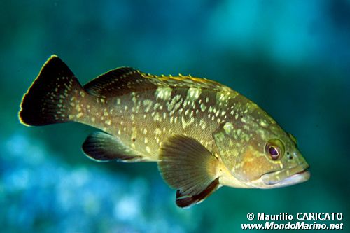 Cernia bruna (Epinephelus marginatus)