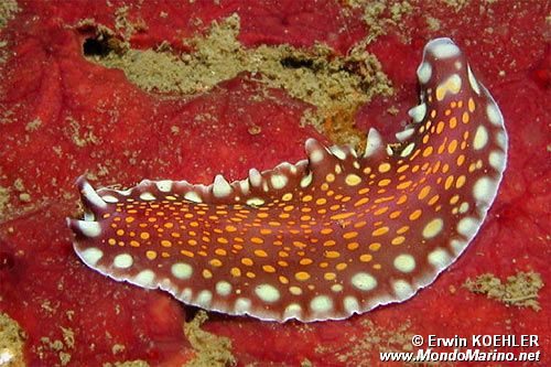 Verme piatto (Pseudoceros lindae)